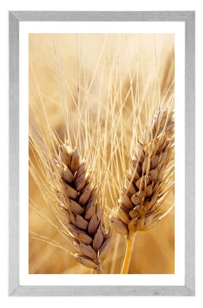 Plakat s paspartuom pšenično polje