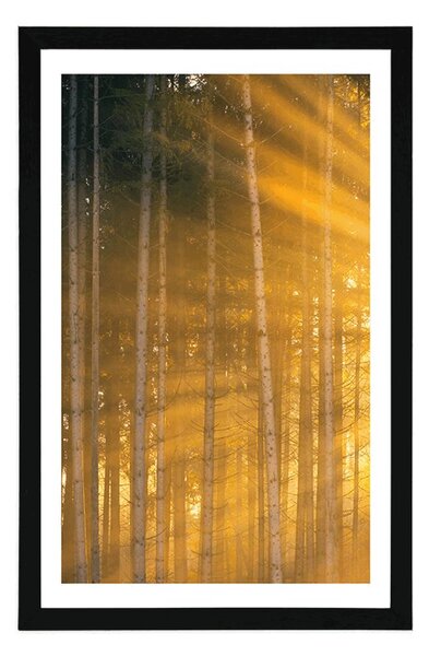 Plakat s paspartuom sunce iza stabala