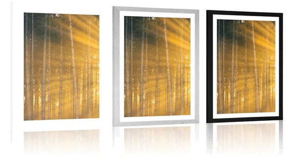 Plakat s paspartuom sunce iza stabala