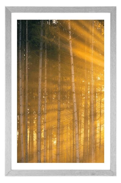 Plakat s paspartuom sunce iza stabala