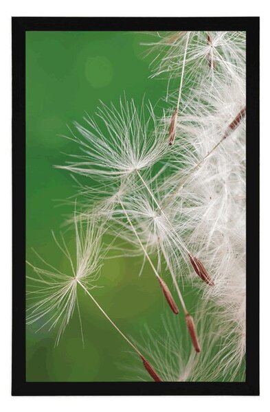 Plakat sjemenke maslačka