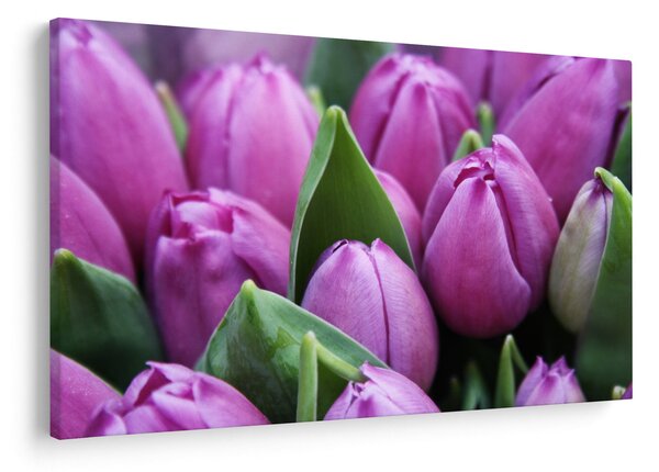 Slika - cvijeće tulipana (90x60 cm)