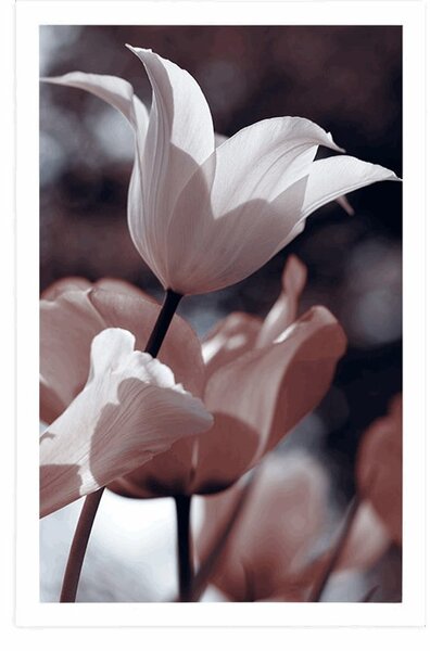 Plakat proljetni tulipani u parku
