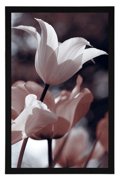 Plakat proljetni tulipani u parku