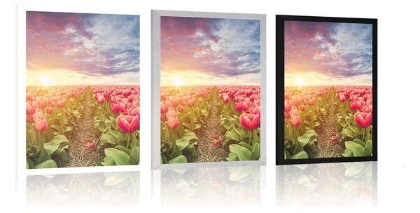 Plakat izlazak sunca iznad livade s tulipanima
