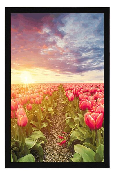 Plakat izlazak sunca iznad livade s tulipanima