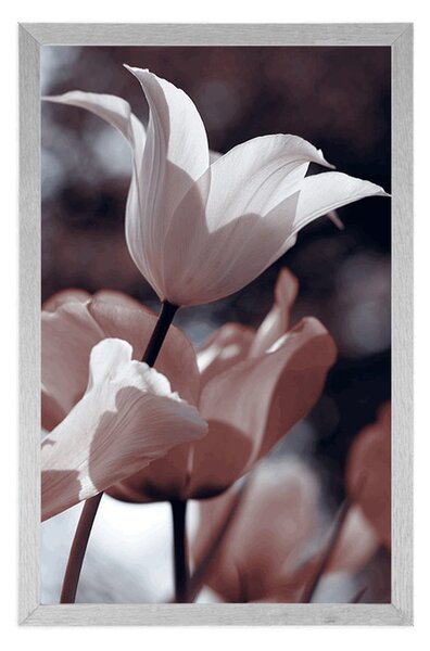 Plakat proljetni tulipani u parku