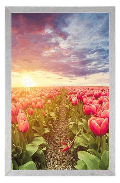 Plakat izlazak sunca iznad livade s tulipanima