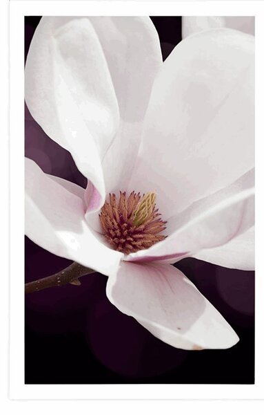 Plakat cvijet magnolije na apstraktnoj pozadini