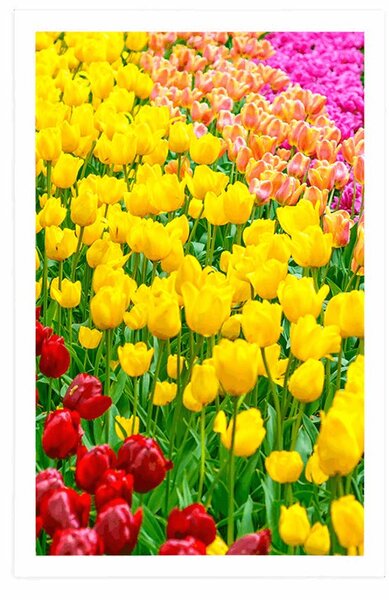 Plakat vrt pun tulipana