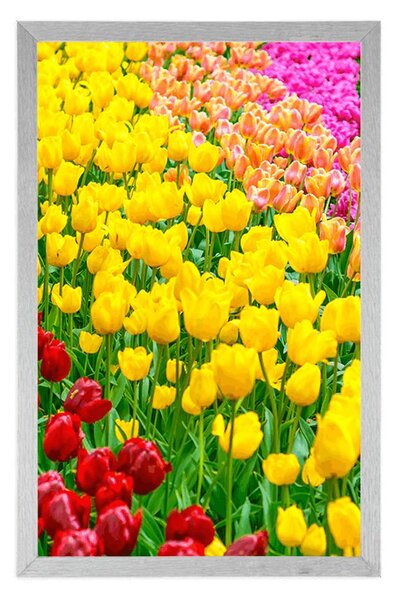 Plakat vrt pun tulipana