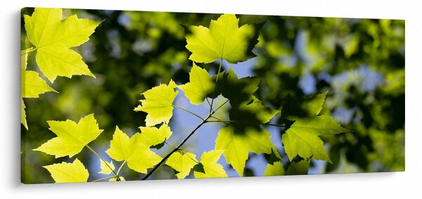 Slika - javorovo lišće (120x50 cm)