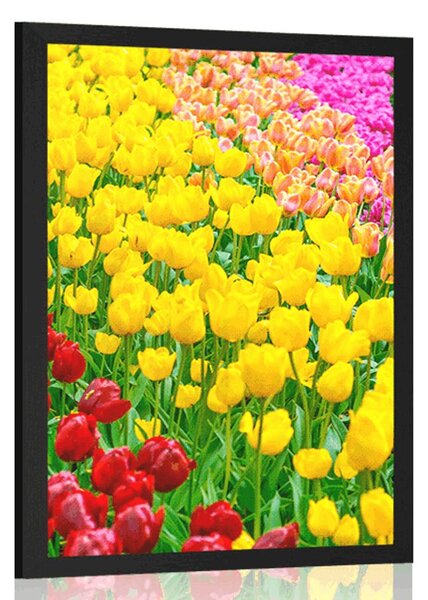 Plakat vrt pun tulipana