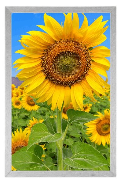 Plakat polje suncokreta