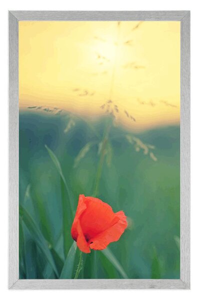 Plakat divlji mak u travi