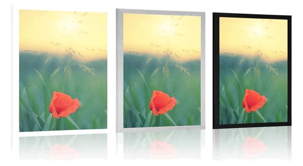 Plakat divlji mak u travi
