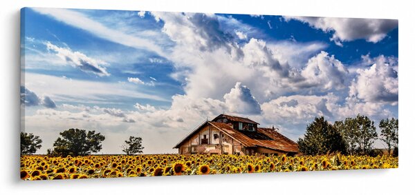 Slika polja suncokreta (120x50 cm)