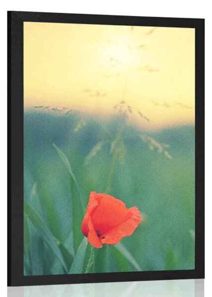 Plakat divlji mak u travi