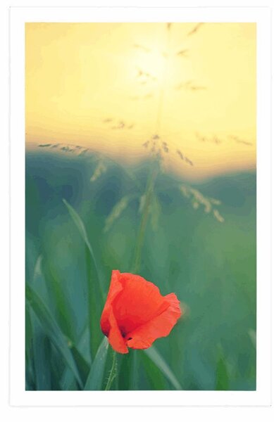 Plakat divlji mak u travi