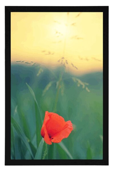 Plakat divlji mak u travi