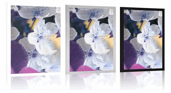 Plakat rascvjetana grančica trešnje
