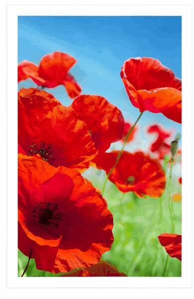Plakat cvjetovi maka na livadi