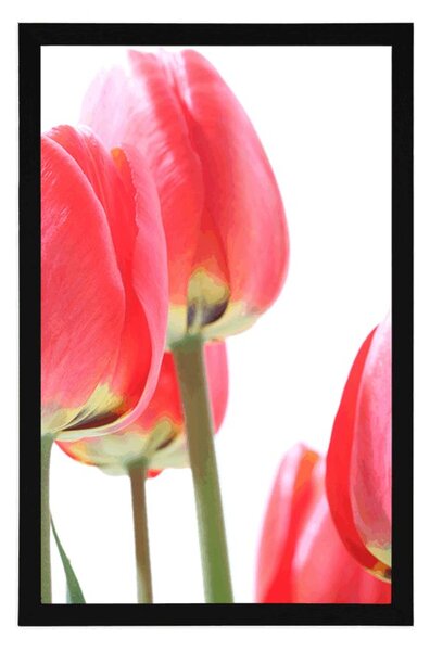 Plakat crveni poljski tulipani