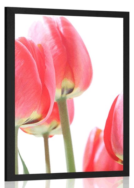 Plakat crveni poljski tulipani