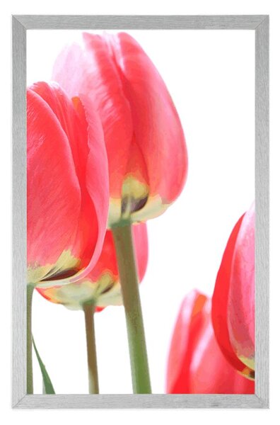 Plakat crveni poljski tulipani