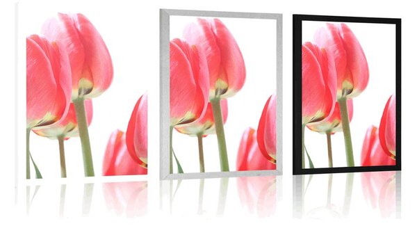 Plakat crveni poljski tulipani