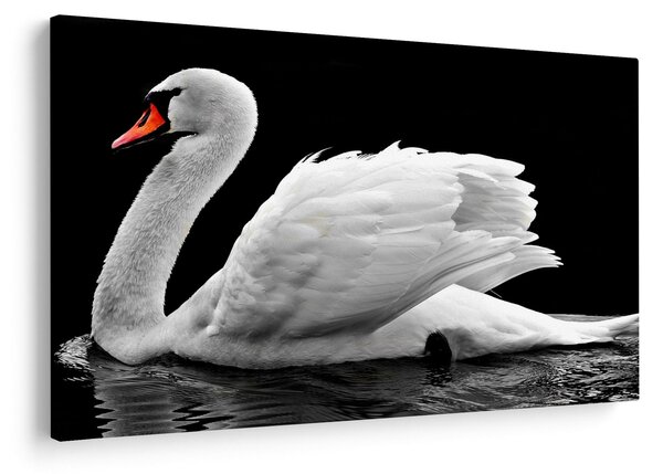 Slika crno-bijelog labuda (90x60 cm)