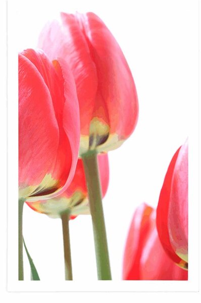 Plakat crveni poljski tulipani