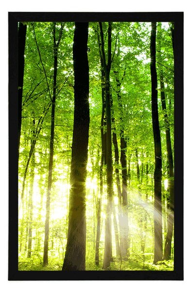 Plakat svježa zelena šuma