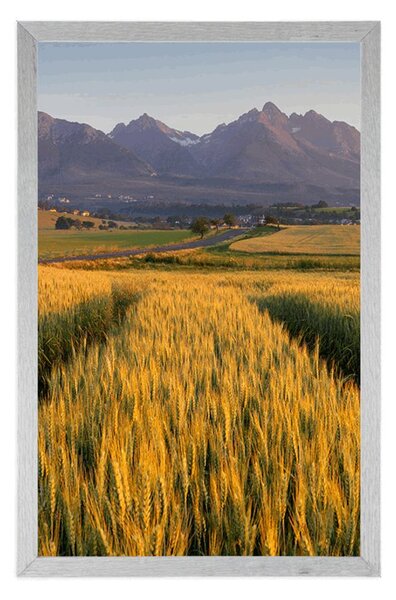 Plakat zalazak sunca nad pšeničnim poljem
