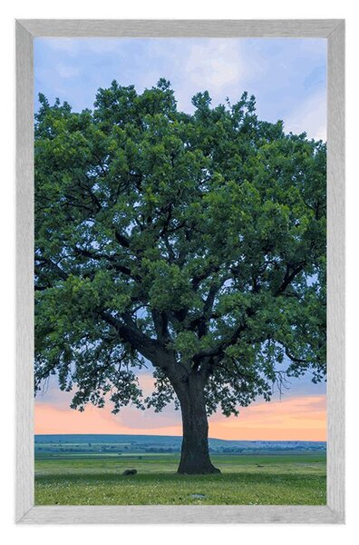 Plakat usamljeni hrast