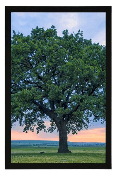 Plakat usamljeni hrast