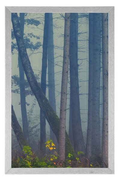 Plakat tajanstvena šuma