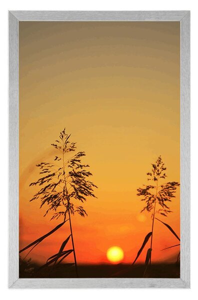 Plakat vlati trave pri zalasku sunca