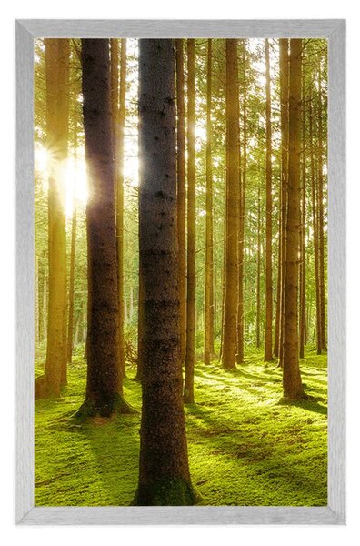 Plakat sunčano jutro u šumi