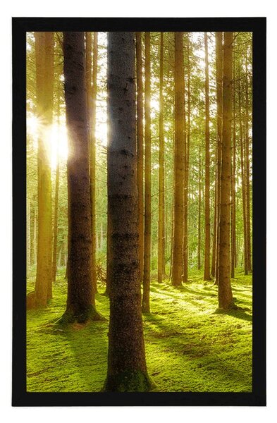 Plakat sunčano jutro u šumi