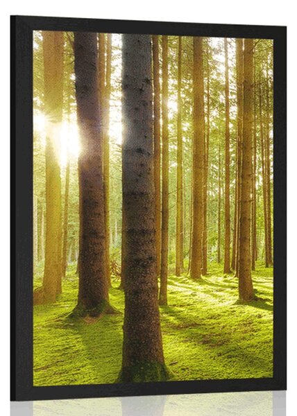 Plakat sunčano jutro u šumi