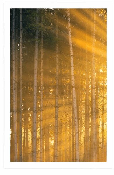 Plakat sunce iza stabala