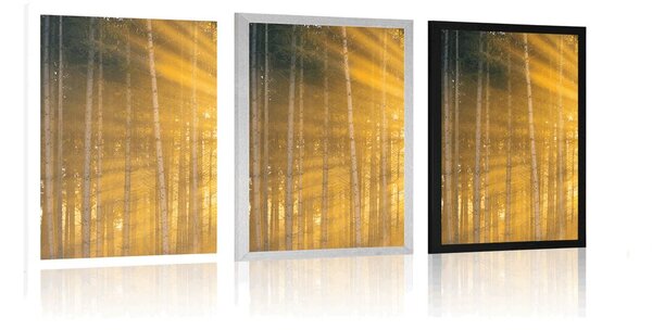 Plakat sunce iza stabala
