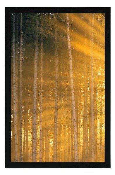 Plakat sunce iza stabala