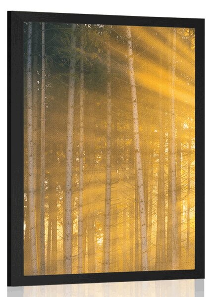 Plakat sunce iza stabala