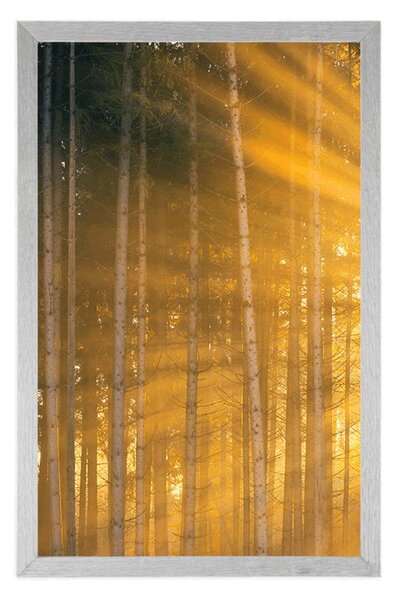 Plakat sunce iza stabala