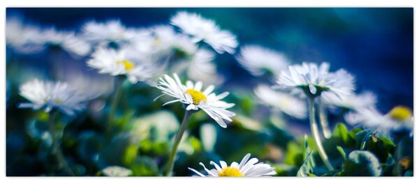 Slika marjetic (120x50 cm)