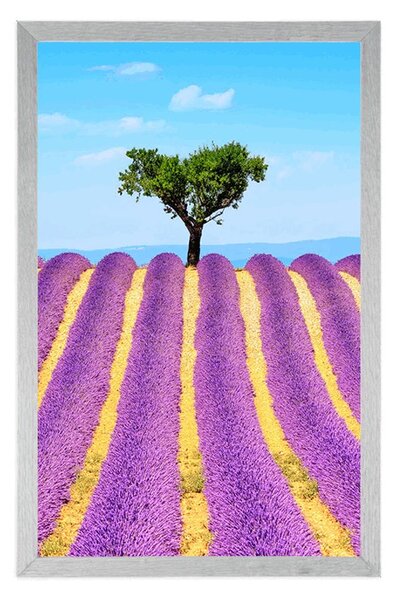 Plakat provansalsko polje lavande