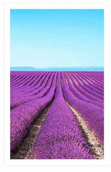 Plakat beskonačno polje lavande