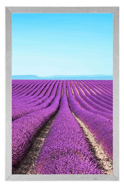 Plakat beskonačno polje lavande